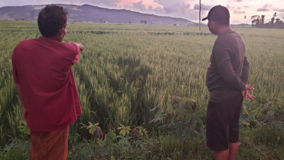 Dibuntuti hingga Lari ke Persawahan, Seorang Warga Tewas Dikeroyok Empat Orang Tak Dikenal