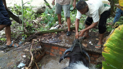 Dramatis, Evakuasi Kerbau Terjebak dalam Septic Tank