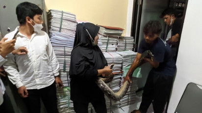 Heboh! Ada Ular Piton dan Kobra di Kantor BPN Purwokerto