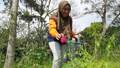 Harga Bunga Tabur di Tingkat Petani Boyolali Anjlok