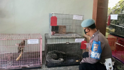 Ditreskrimsus Polda DIY Ungkap Jaringan Perdagangan Satwa Dilindungi
