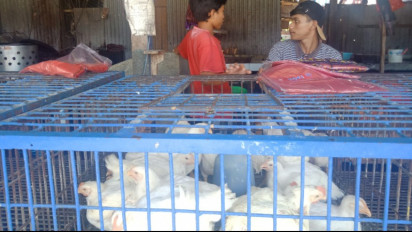 Kini Harga Ayam Potong di Mamuju Ikut Melejit