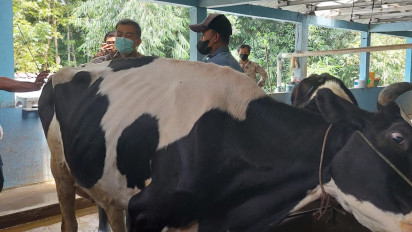 Tradisi Brokohan Pedhet Kolini, Ungkapan Syukur Keberhasilan Peternak Sapi