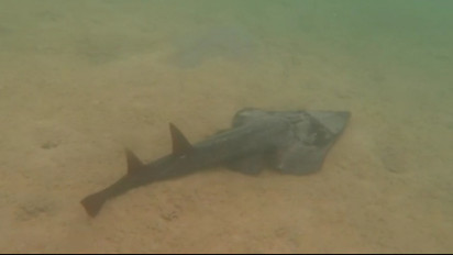 Turis Jerman Temukan Ikan Pari Kikir Langka di Perairan Pulau Selayar Bawean Gresik