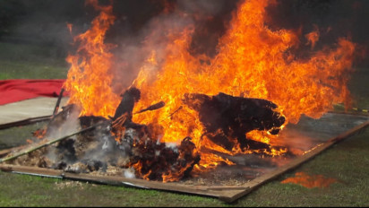 BKSDA dan Polda Sumsel Musnahkan 18 Opsetan Satwa Langka Dilindungi