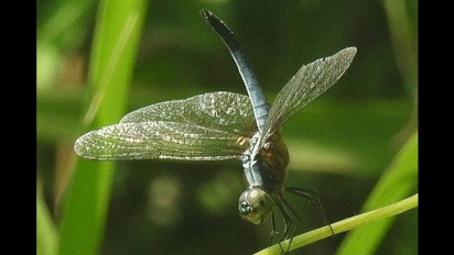 Bagaimanakah Daur Hidup Capung? Begini Ternyata Perkembangannya Mulai dari Telur hingga Dewasa