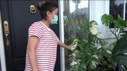 Tanaman Hias Bernilai Ratusan Juta Rupiah Raib Diambil Pencuri