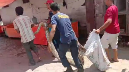Petugas Damkar Tangkap Ular Piton Sepanjang 6 Meter di Pasar Bungur