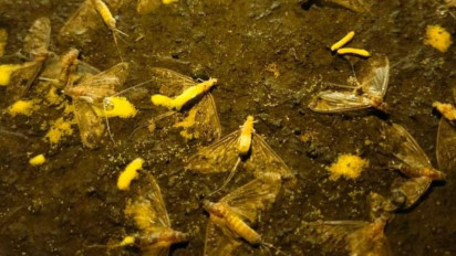 Serbuan Serangga di Purbalingga, Puluhan Pengendara Jatuh Terpeleset