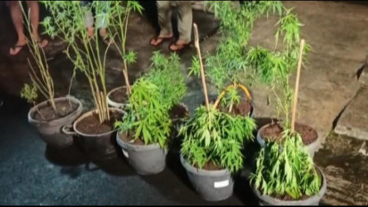 Tanam 16 Batang Ganja Dalam Pot, Polisi Amankan 4 Orang Tersangka di Sukabumi
