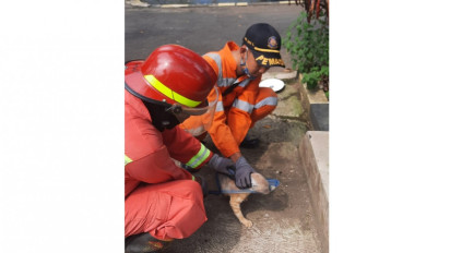 Gerombolan Kucing Bikin Onar, Kelakuannya Bikin Trafo PLN di Semarang Meledak