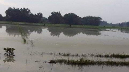 Akibat Banjir Sawah 995 Hektar di Banyumas Gagal Panen, Kerugian Rp 20 Miliar Lebih