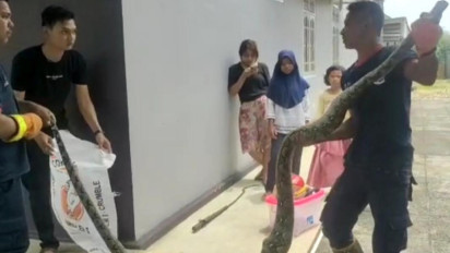 Ular Python 4 Meter Serang Petugas Saat Ingin Ditangkap