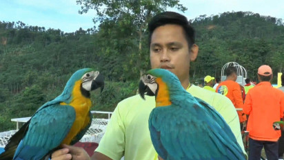 Serunya Melatih Terbang Bebas Burung Macaw yang Cantik dan Jinak