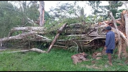 Pohon Keramat Tumbang Tutup Jalan Kabupaten, Evakuasi Tunggu Ritual Adat