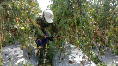 Harga Tomat Anjlok, Petani Boyolali Merugi Jutaan Rupiah