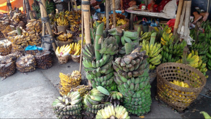 Ramadhan Tiba, Pisang Kepok Bahan Kolak pun Naik Harga