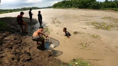 Ribuan Ikan Mati Massal di Sungai Serayu, Warga Ramai-Ramai Menangkapnya