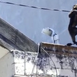 Monyet Liar Masuk Permukiman Warga di Makassar, Bergelantungan di Kabel Listrik