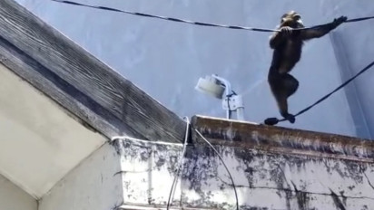 Monyet Liar Masuk Permukiman Warga di Makassar, Bergelantungan di Kabel Listrik