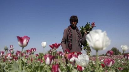 Budi Daya Opium Dilarang di Afghanistan