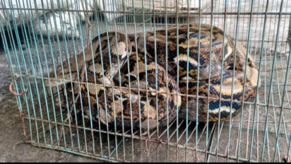 Incar  Tikus, Petani di Gunungkidul Justru Dapat Ular 3,5 Meter