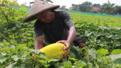 Petani di Karawang Tanam Timun Suri Saat Ramadhan