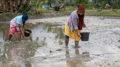 Sulteng Siapkan 30 Ribu Hektare Kawasan Pangan Untuk IKN Nusantara