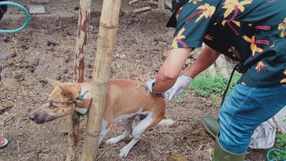 Korban Gigitan Anjing di Sumbawa Barat Terus Berjatuhan, Kasus Rabies Menyebar di 8 Kecamatan
