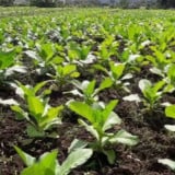 Produktivitas Tembakau Tertinggal Jauh dari Afrika, Kadin Jatim Adaptasi Teknologi Zimbabwe Mulai 2027