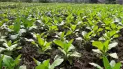 Produktivitas Tembakau Tertinggal Jauh dari Afrika, Kadin Jatim Adaptasi Teknologi Zimbabwe Mulai 2027