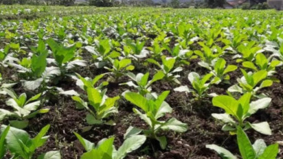 PPN Hasil Tembakau Sigaret dan Sejenisnya Resmi Naik Jadi 9,9 Persen