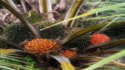 Harga Ekspor CPO Dari Sumut Masih Bertahan di Atas Rp16 Ribu Per Kilogram