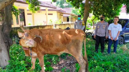 Kalah Judi Online hingga Ratusan Juta, Anak Nekat Curi Sapi Milik Ibunya di Situbondo