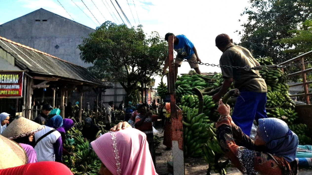 Menengok Lebih Dekat Penampakan Pasar Pisang Terbesar Di Boyolali
            - galeri foto