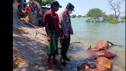 Belasan Ekor Sapi Mengambang di Pantai Camplong
