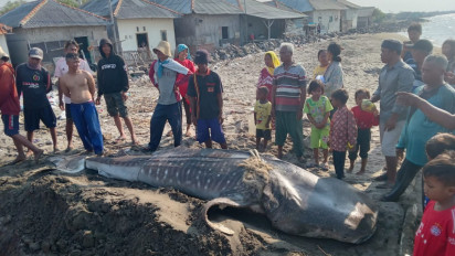Heboh Hiu Paus Tutul Tersangkut Jaring di Pantai Eretan Kulon