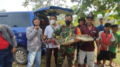 Lepas dari Penangkaran, Buaya Berukuran Hampir 2 Meter Ditangkap Warga