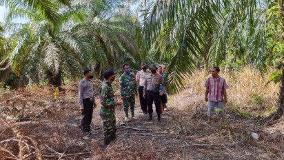 Harimau Sumatera Kembali Meneror Warga Bengkalis