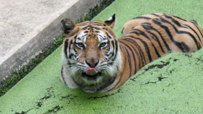 Seorang Perawat Satwa Kebun Binatang di Banjarnegara Tewas Diterkam Harimau