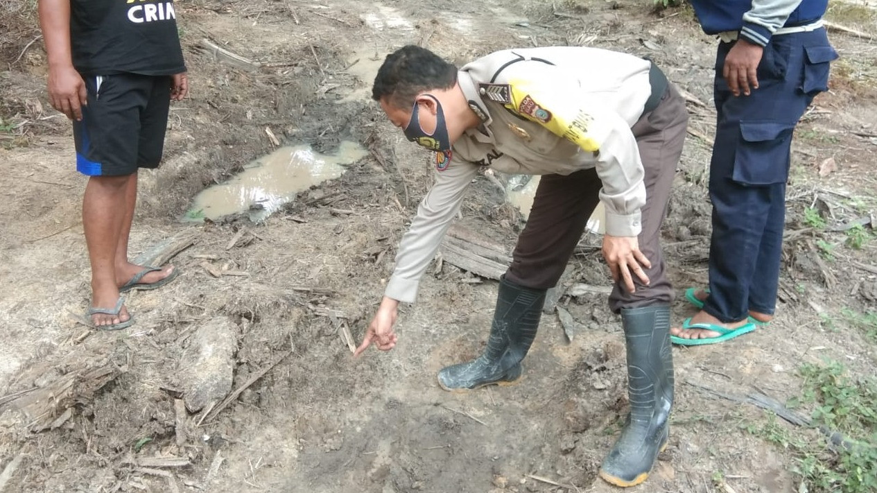 Harimau Sumatera Terus Muncul di Permukiman Warga
            - galeri foto