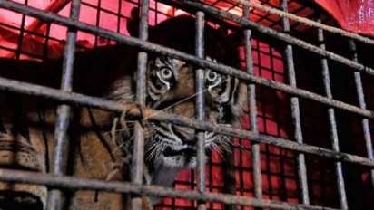 Diperkirakan Ada Lebih dari 183 Ekor Harimau Sumatera di Jambi