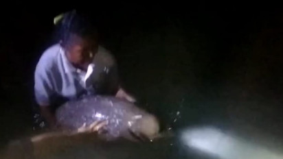 Warga Pantai Paga NTT Temukan Dugong Terdampar