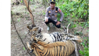 Dua Harimau Sumatra Tewas Terkena Jeratan Babi di Aceh Timur