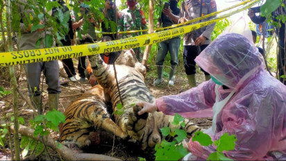 Polda Aceh Akan Tindak Pelaku Pemasang Jerat Babi yang Tewaskan 3 Satwa Dilindungi