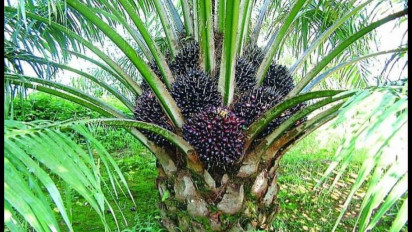 Petani Sawit di Bengkulu Biarkan Buah Membusuk Akibat Harga Anjlok