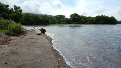 Penyelundupan Sapi dari NTT Tujuan NTB Diduga Libatkan Aparat