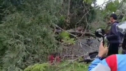 Pantauan Mudik: Sebuah Pohon Besar Roboh dan Menutupi Jalur Selatan Garut