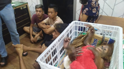 Jual Bayi Orangutan, Sejumlah Pemuda di Deliserdang Diringkus