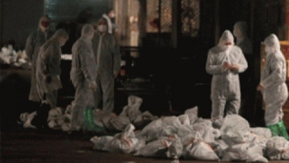 AS Laporkan Kasus Pertama Flu Burung pada Manusia